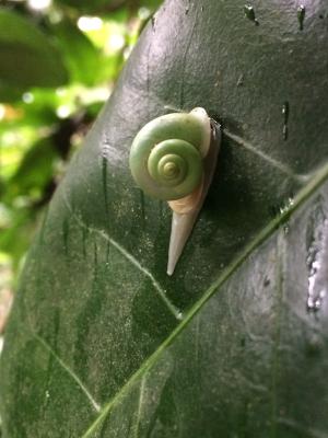 臺灣果形螺 (台灣青山蝸牛)