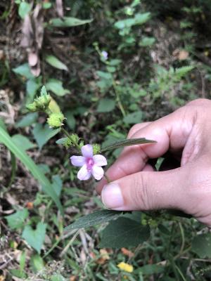 地桃花 (肖梵天花)