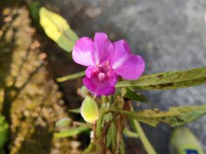 鳳仙花