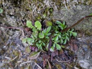 高山纈草