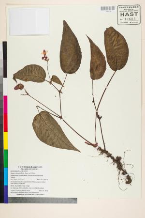Begonia hatacoa標本_BRCM 2689