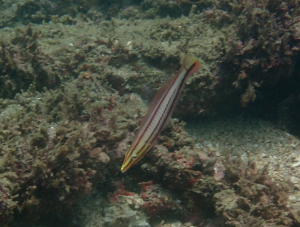 狹帶全裸鸚鯛(淨尾全裸魚）