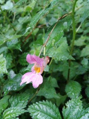 紫花鳳仙花