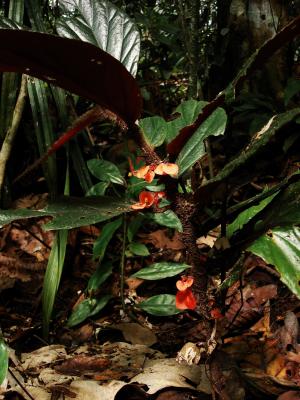 Begonia paracauliflora Rimi, C.I Peng & S.M.Ku