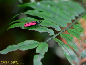 鹿野氏紅翅螢