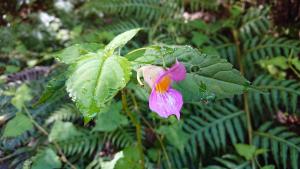 紫花鳳仙花