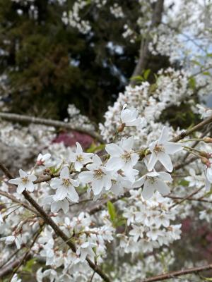 霧社山櫻花