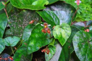 Begonia phoeniogramma Ridl.