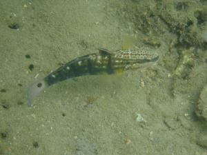 尾斑鈍鰕虎魚