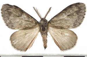L紋灰毒蛾／Lymantria umbrifera Wileman, 1910