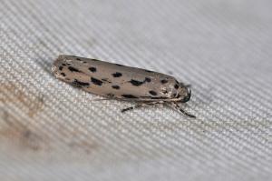 Ethmia epitrocha 微點草蛾