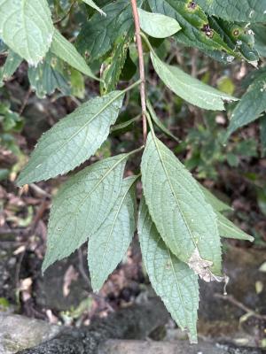 華八仙(華南分布)