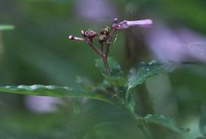 蛇根草