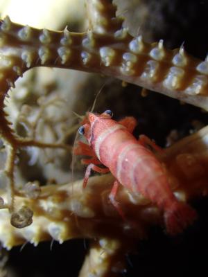 Basket Star Shrimp