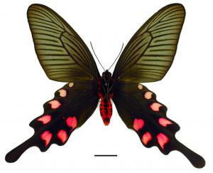 Byasa impediens febanus (Fruhstorfer, 1908) 長尾麝鳳蝶