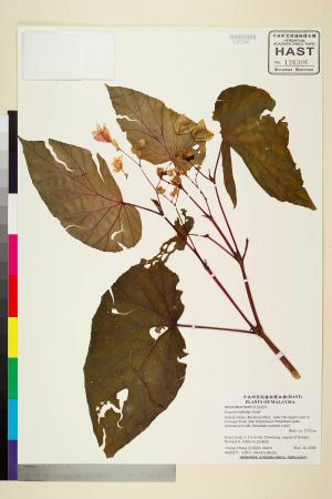 Begonia burbidgei標本_BRCM 2481