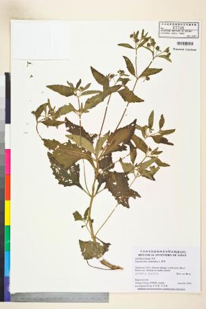 Sigesbeckia orientalis L._標本_BRCM 7436