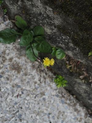 黃鵪菜