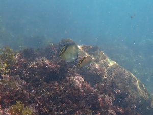 飄浮蝴蝶魚