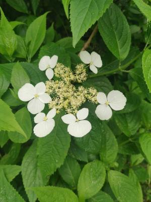 華八仙(華南分布)