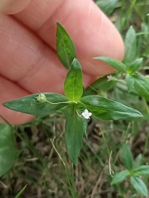 傘房花耳草