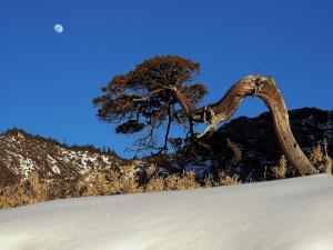 玉山圓柏