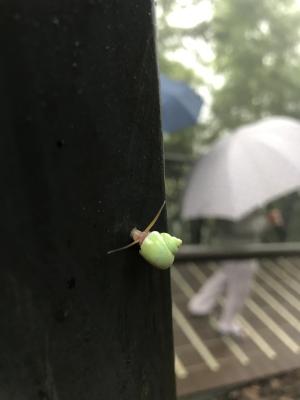 台灣青山蝸牛