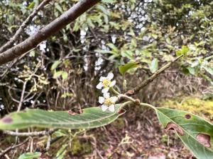 玉山假沙梨