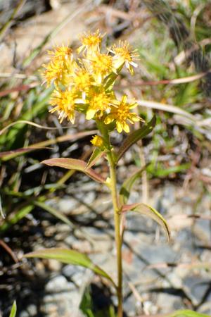 一枝黄花 (金鎖 野黄菊)