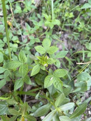 皺子白花菜