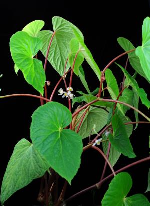 Begonia roxburghii (Miq.) A.DC.