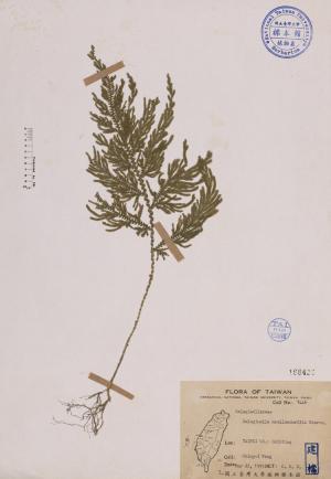 Selaginella mollendorffii Hieron._標本_BRCM 3997