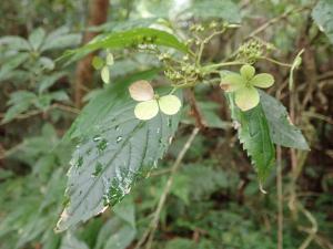 華八仙(華南分布)