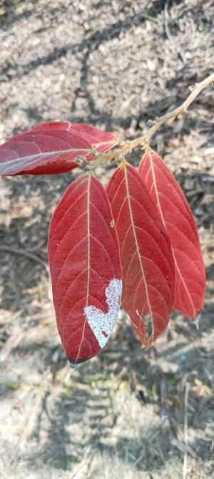 菲律賓饅頭果