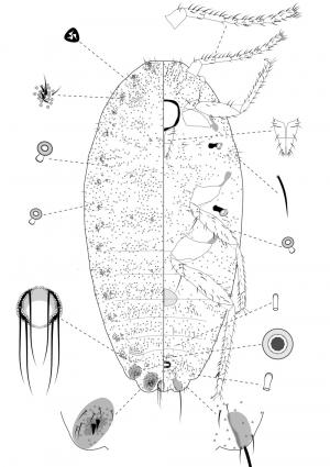 Pseudococcus longispinus (Targioni Tozzetti, 1867)