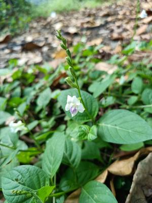 小花寬葉馬偕花