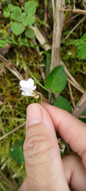 喜岩堇菜