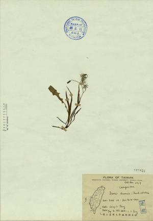Ixeris chinensis (Thunb.) Nakai_標本_BRCM 4364