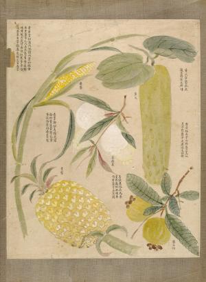 畫作：黃瓜、芭樂、蒲桃、鳳梨、玉米