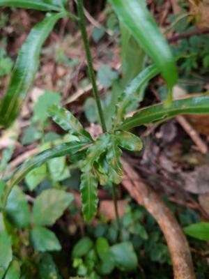 劍葉鳳尾蕨 (箭葉鳳尾蕨)