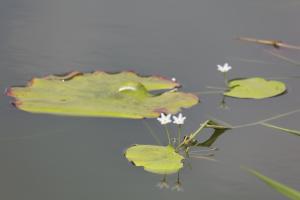 印度莕菜 (一葉蓮)