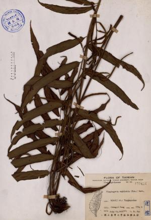 Plagiogyria euphlebia (Kze.) Mett._標本_BRCM 4259