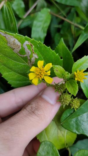 雙花蟛蜞菊