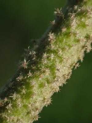 牧野氏山芙蓉