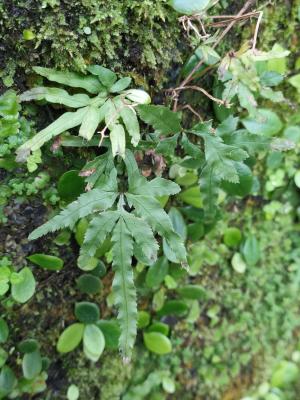 井欄邊草 (鳳尾蕨)