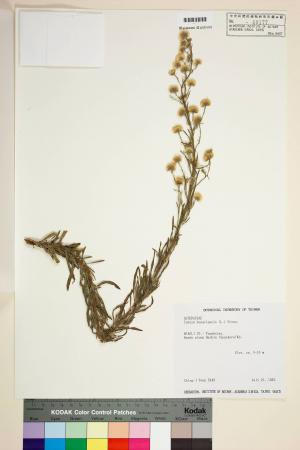 Conyza bonariensis (L.) Cronq._標本_BRCM 6406