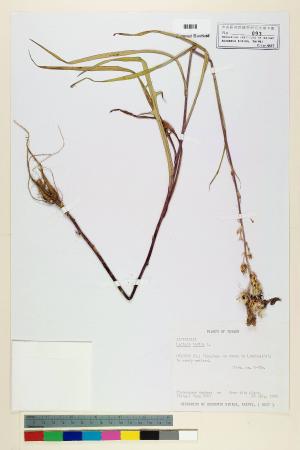 Lactuca indica L._標本_BRCM 6841