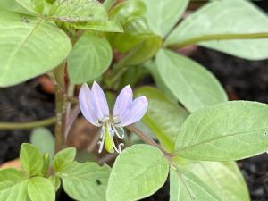 皺子白花菜