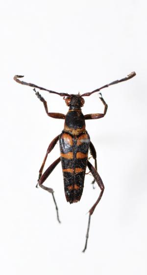 烏來花天牛 Leptura taranan