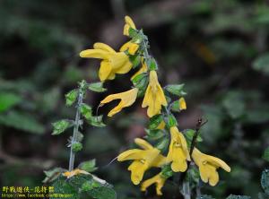 黃花鼠尾草